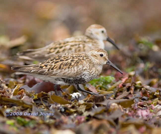 Dunlin at Porthallow - 1