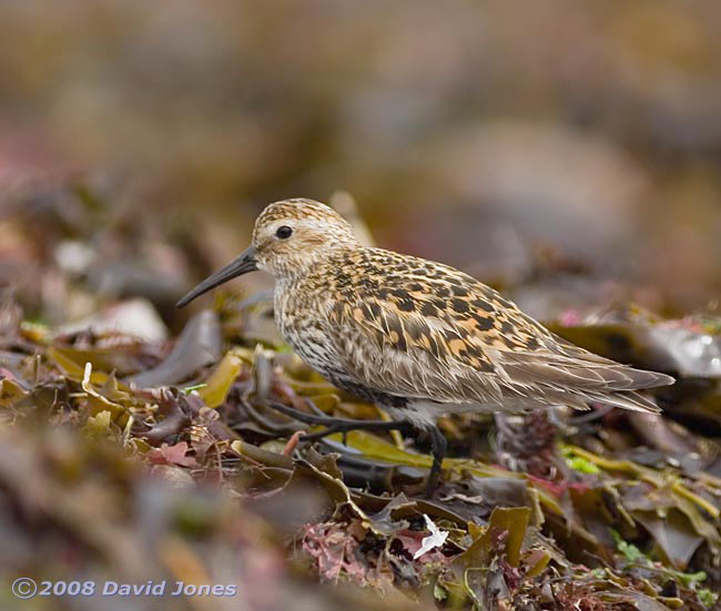 Dunlin at Porthallow - 2