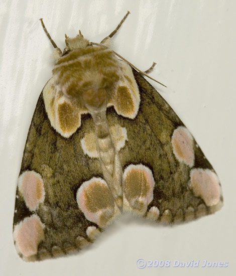 Peach Blossom Moth (Thyatira batis) - dorsal view
