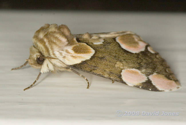 Peach Blossom Moth (Thyatira batis) - side view
