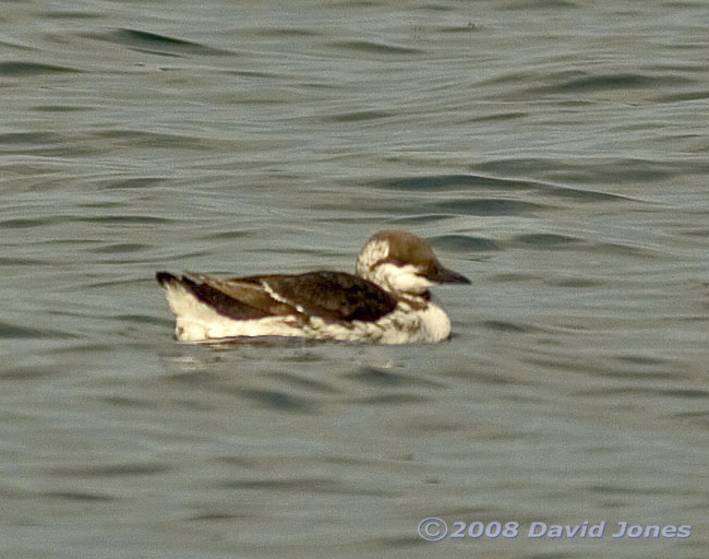 A Guillemot at Porthallow - 1