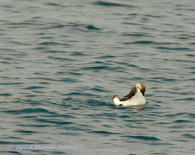 A Guillemot at Porthallow - preening