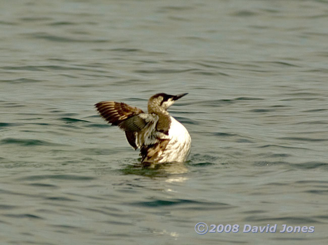 A Guillemot at Porthallow - stretching wings 2