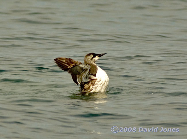 A Guillemot at Porthallow - stretching wings 2