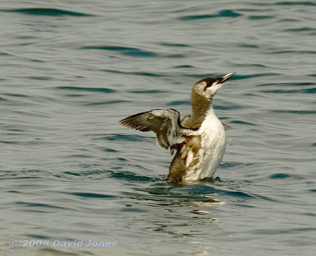 A Guillemot at Porthallow - stretching wings 3