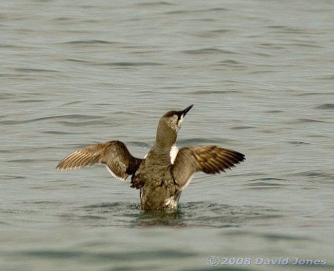 A Guillemot at Porthallow - wings spread