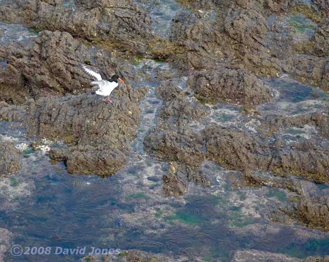 Oystercatchers stretches its wings below Lizard Point