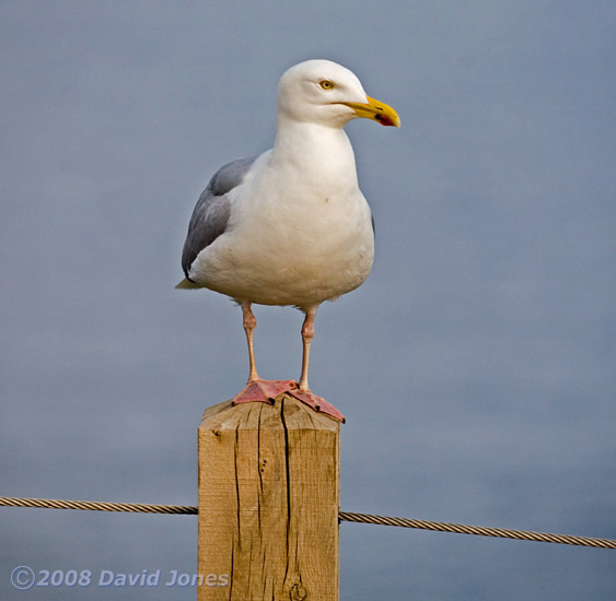 A Gull hopes to be fed at Lizard Point