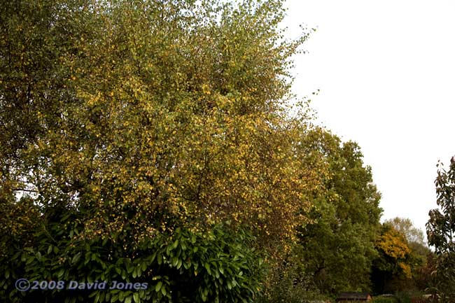 Our neighbour's Birch in its Autumn colours