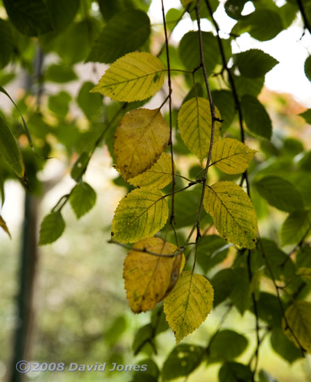 Leaves on our Birch change colour