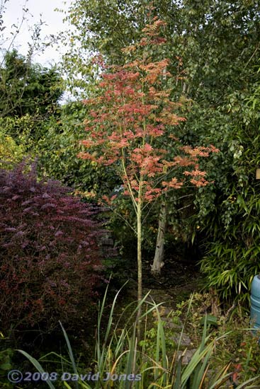 The Rowan in its Autumn colours