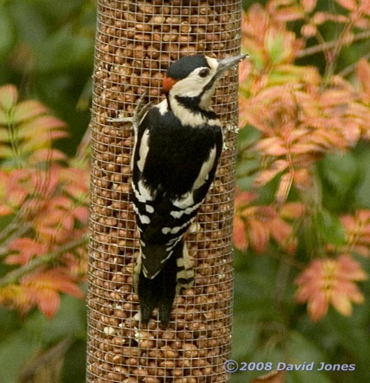 Male Great Spotted Woodpecker at peanut feeder - 1