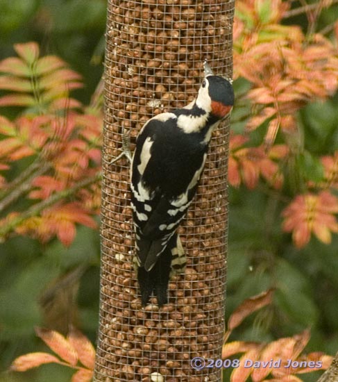 Male Great Spotted Woodpecker at peanut feeder - 2