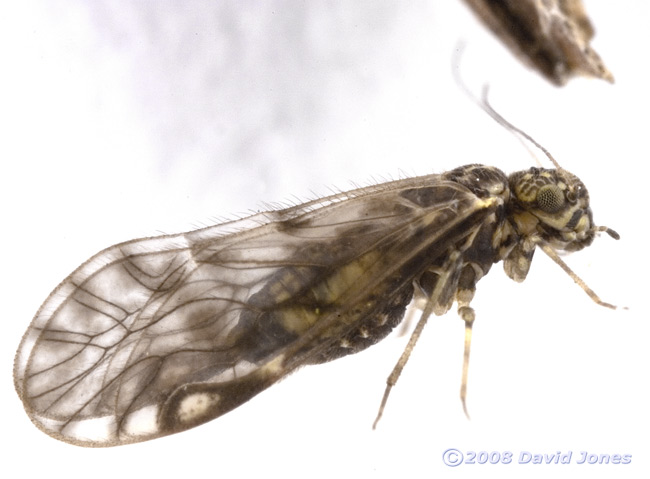 Barkfly (Philotarsus parviceps) from Berberris - 1