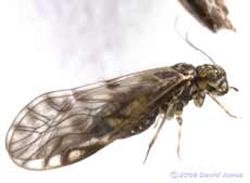 Barkfly (Philotarsus parviceps) from Berberris