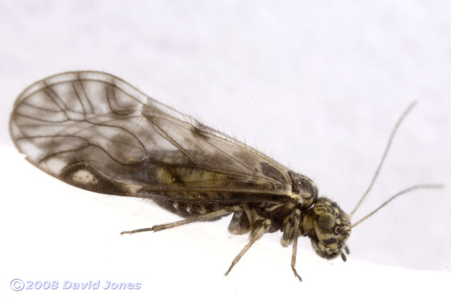 Barkfly (Philotarsus parviceps) from Berberris - 2