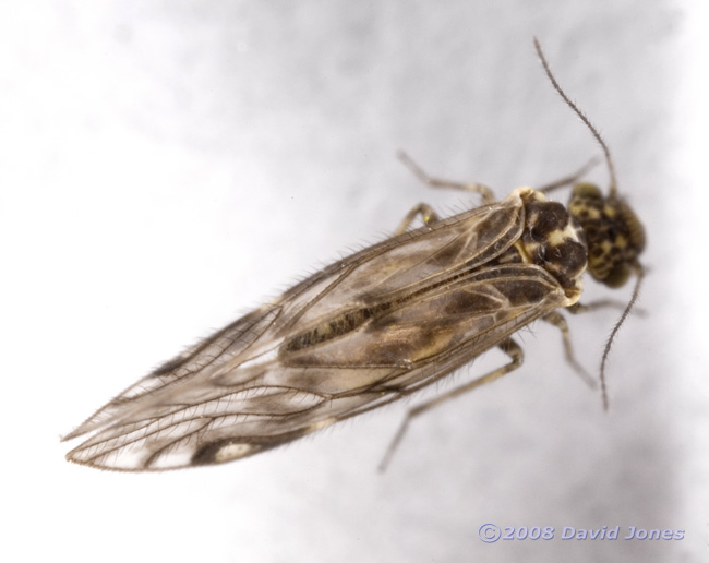 Barkfly (Philotarsus parviceps) from Berberris - 3