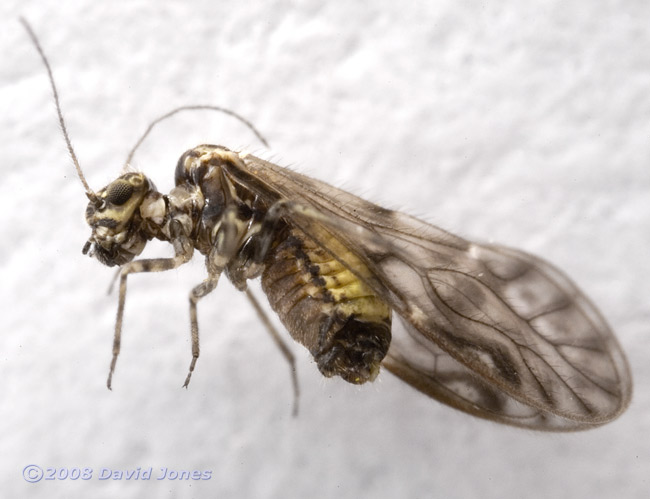 Barkfly (Philotarsus parviceps) from Berberris - 4
