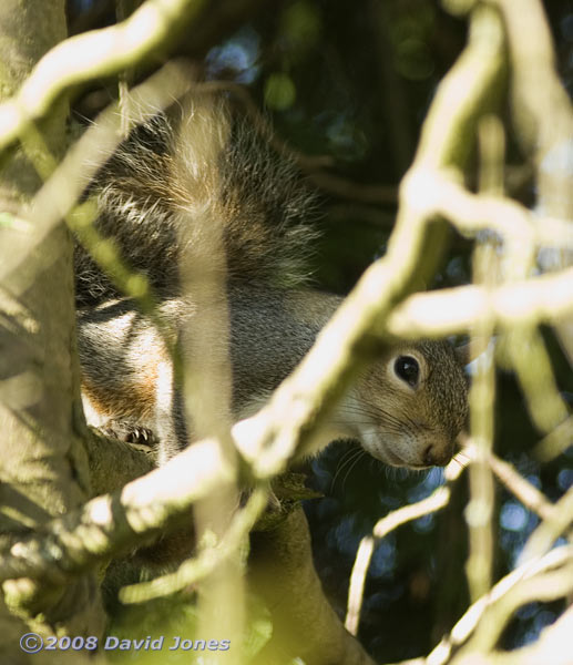 Grey Squirrel calling from conifers