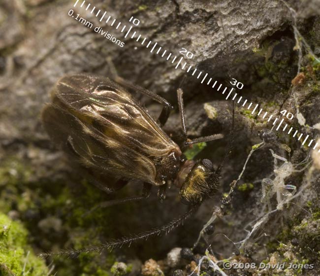 Barkfly ( Epicaecilius pilipennis) on log