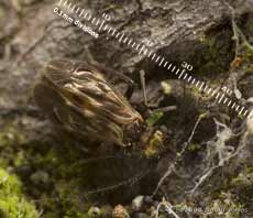 Barkfly ( Epicaecilius pilipennis) on log