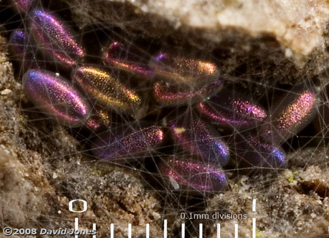 Iridescent barkfly eggs (poss. Epicaecilius pilipennis) on log - close-up