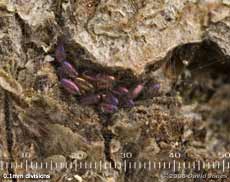 Iridescent barkfly eggs (poss. Epicaecilius pilipennis) on log