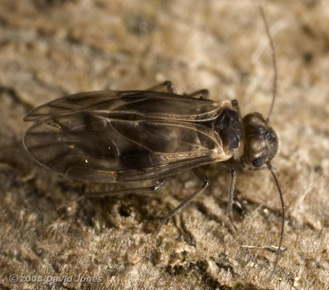 Barkfly ( Peripsocus milleri) on log