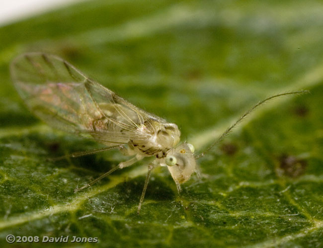 Barkfly (Trichopsocus clarus) on Hawthorn - 1