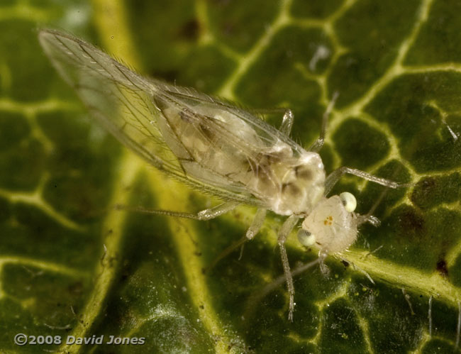 Barkfly (Trichopsocus clarus) on Hawthorn - 2