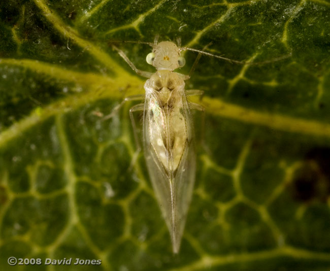 Barkfly (Trichopsocus clarus) on Hawthorn - 3