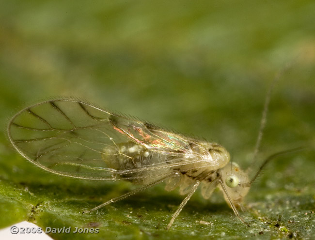 Barkfly (Trichopsocus clarus) on Hawthorn - 4