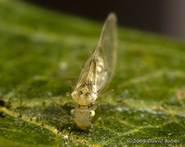Barkfly (Trichopsocus clarus) on Hawthorn - 5