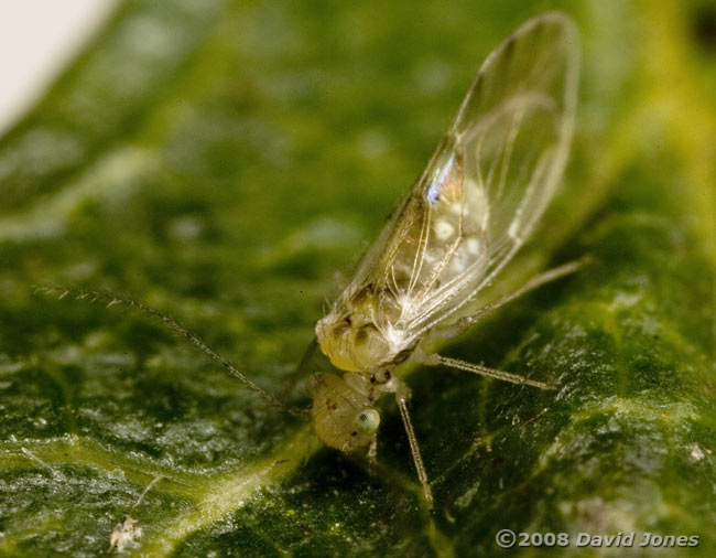 Barkfly (Trichopsocus clarus) on Hawthorn - 6