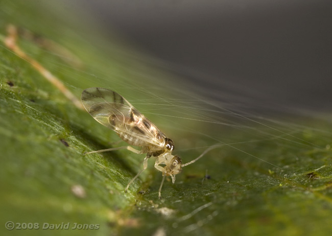 A Barkfly ( Graphopsocus cruciatus) creates a silk shelter on a Hawthorn leaf - 1