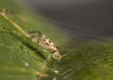 A Barkfly ( Graphopsocus cruciatus) creates a silk shelter on a Hawthorn leaf
