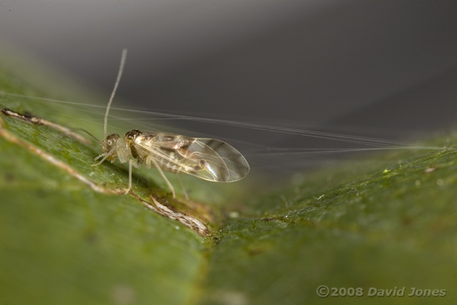 A Barkfly ( Graphopsocus cruciatus) creates a silk shelter on a Hawthorn leaf - 2