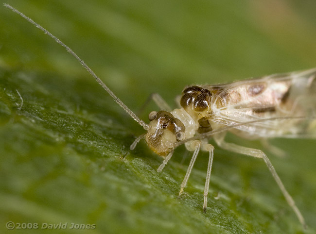 A Barkfly ( Graphopsocus cruciatus) creates a silk shelter on a Hawthorn leaf - 3
