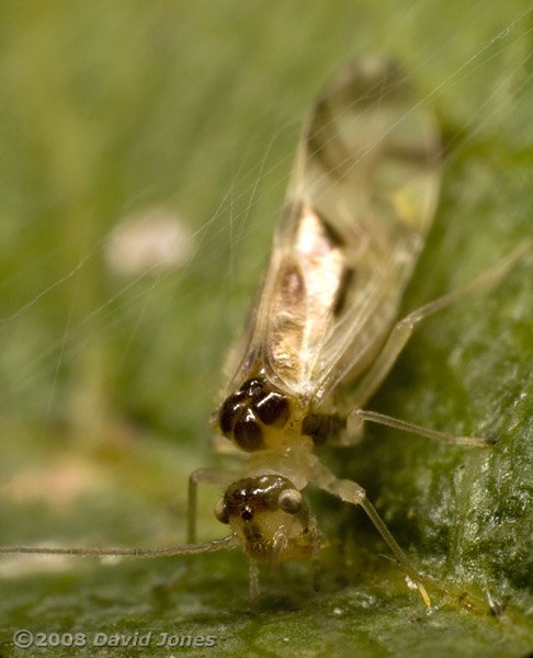 A Barkfly ( Graphopsocus cruciatus) on a Hawthorn leaf - 3