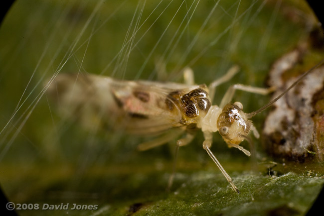 A Barkfly ( Graphopsocus cruciatus) on a Hawthorn leaf - 2