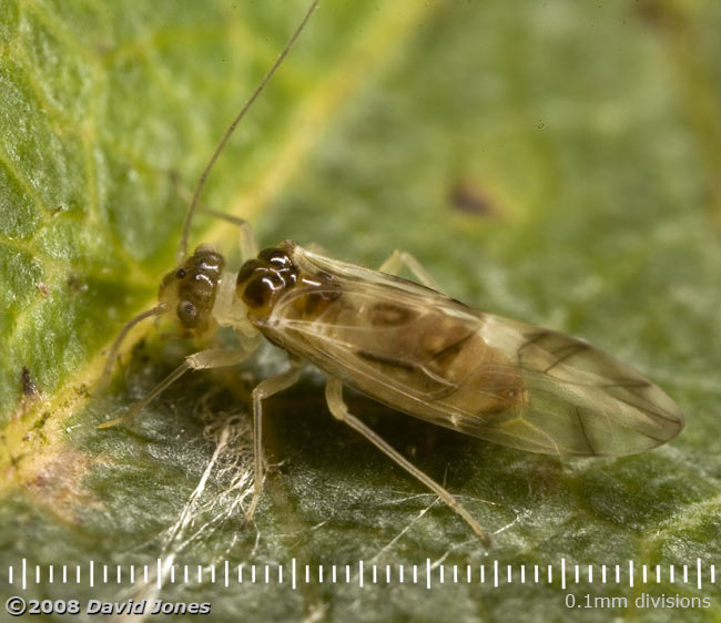 A Barkfly ( Graphopsocus cruciatus) on a Hawthorn leaf