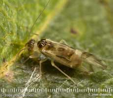 A Barkfly ( Graphopsocus cruciatus) on a Hawthorn leaf
