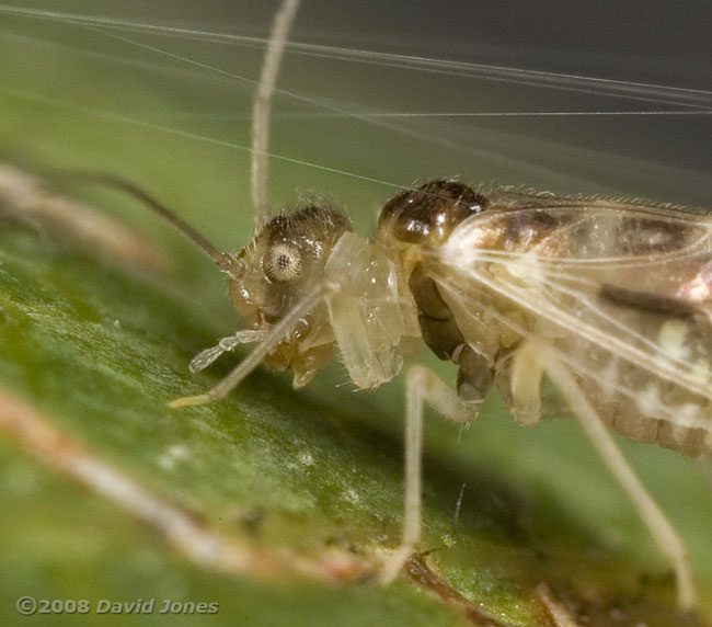A Barkfly ( Graphopsocus cruciatus) creates a silk shelter on a Hawthorn leaf - 4
