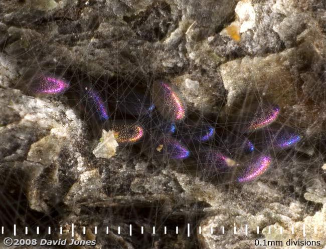 Barkfly eggs (poss. Epicaecilius pilipennis) on log - close-up