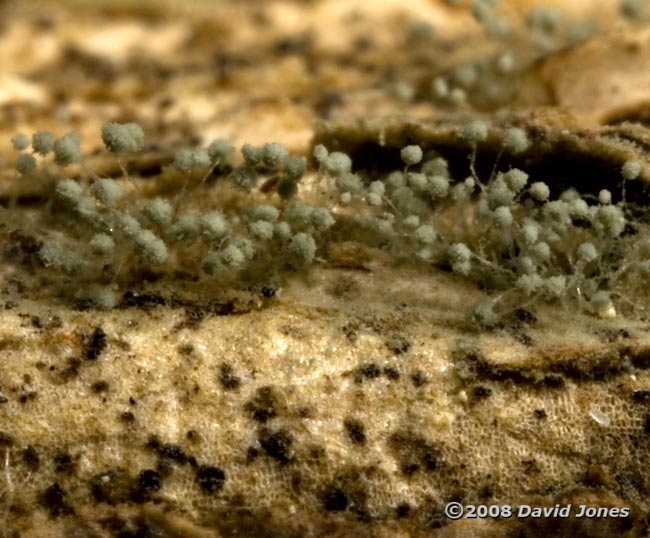 Fungus (or mildew?) on seasoned Ivy wood - 2