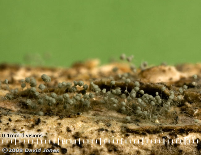 Fungus (or mildew?) on seasoned Ivy wood - 1