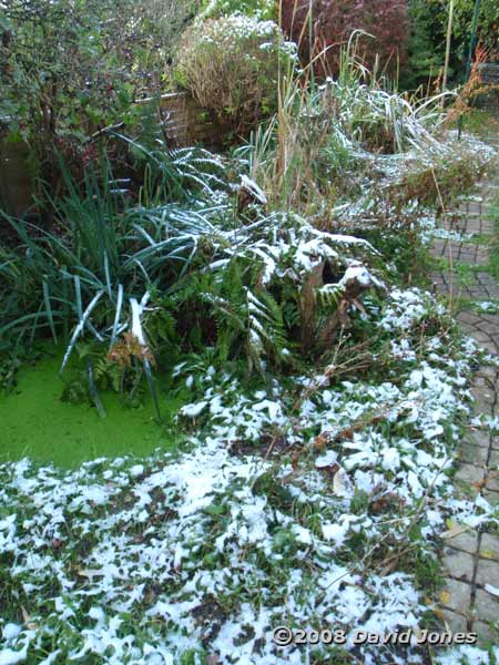 Snow in the garden - 1