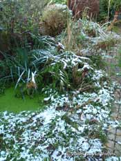 Snow in the garden this morning
