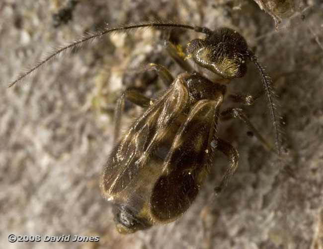 Barkfly (Epicaecilius pilipennis - brachypterous form) on log