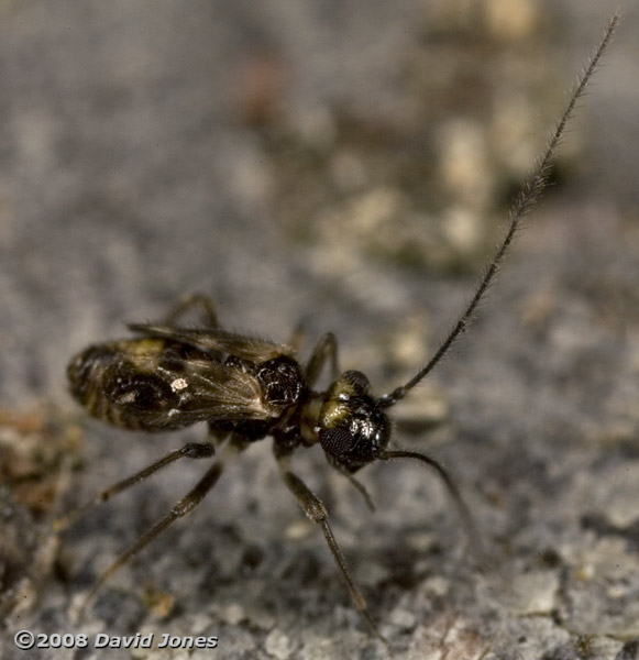 Barkfly (Epicaecilius pilipennis - brachypterous form) on log - oblique view